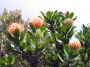 04HaleakalaBike - 26 * Lunch stop at Sunrise Market where the grow Proteas for the flower trade